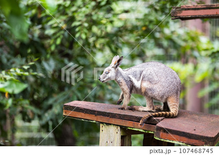 埼玉県東松山市 こども動物自然公園シマオイワワラビー 埼玉県東松山市 こども動物自然公園シマオイワワラビー 107468745
