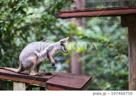 埼玉県東松山市 こども動物自然公園シマオイワワラビー 埼玉県東松山市 こども動物自然公園シマオイワワラビー 107468750