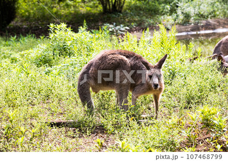 埼玉県東松山市　こども動物自然公園オオカンガルー 107468799