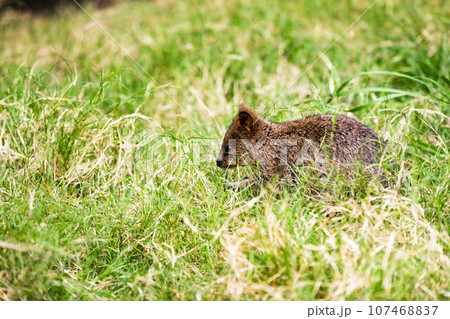 埼玉県東松山市　こども動物自然公園クオッカ 107468837