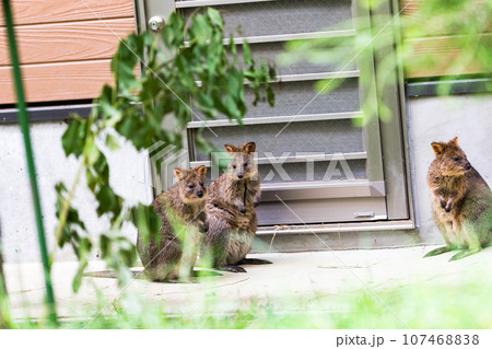 埼玉県東松山市　こども動物自然公園クオッカ 107468838