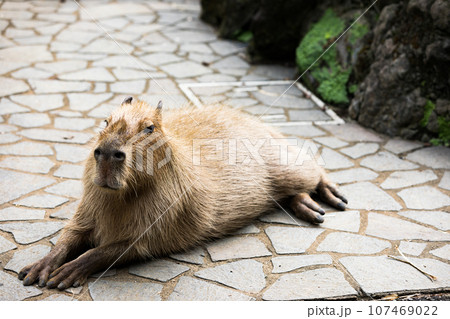 埼玉県東松山市　こども動物自然公園カピバラ 107469022