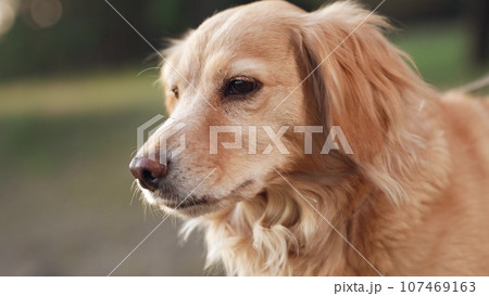Pretty cocker spaniel dog licks nose walking in green wild park on summer day pedigreed dog enjoys resting in country park at sunset purebred spaniel dog walks in rural park in evening closeup Pretty cocker spaniel dog licks nose walking in green wild park on summer day pedigreed dog enjoys resting in country park at sunset purebred spaniel dog walks in rural park in evening closeup 107469163