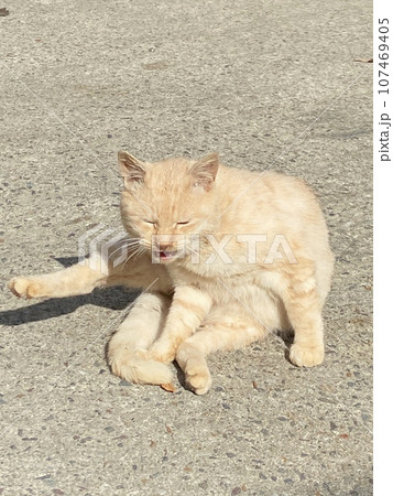 伸びをする猫 107469405