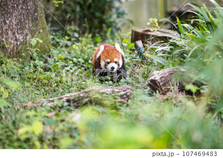 埼玉県東松山市　こども動物自然公園レッサーパンダ 107469483