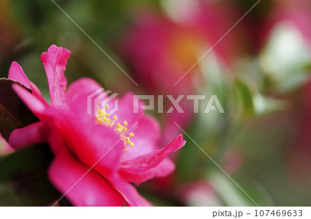 近所で見た山茶花 近所で見た山茶花 107469633