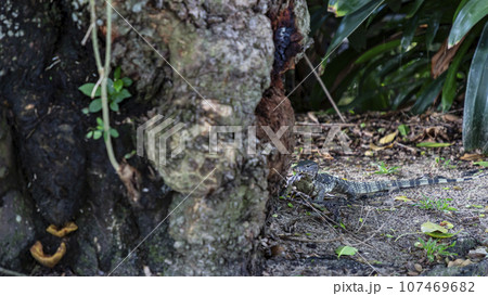 A monitor lizard crawled on the moist ground at the base of a tree. In some universities, this is normal. It's not afraid of people watching. It is like a representative of the rich nature of Thailand 107469682