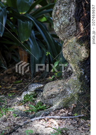 A monitor lizard crawled on the moist ground at the base of a tree. In some universities, this is normal. It's not afraid of people watching. It is like a representative of the rich nature of Thailand 107469697
