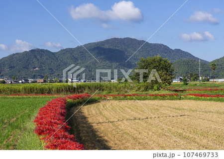 彼岸花の里　彼岸花と田園風景（京都府亀岡市曽我部町） 107469733