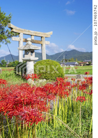 重利八幡宮と彼岸花（京都府亀岡市曽我部町） 107469742