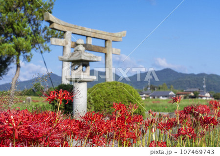 重利八幡宮と彼岸花（京都府亀岡市曽我部町） 107469743