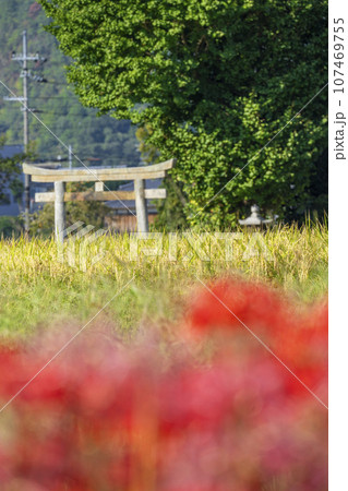 彼岸花と田園風景(京都府亀岡市曽我部町) 彼岸花と田園風景(京都府亀岡市曽我部町) 107469755