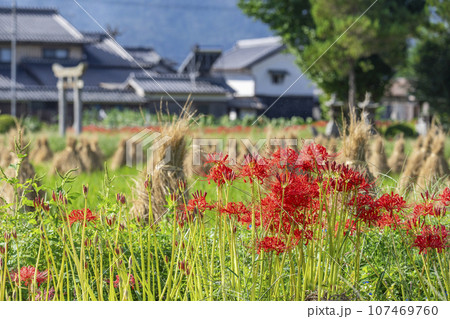 彼岸花と田園風景（京都府亀岡市曽我部町） 107469760