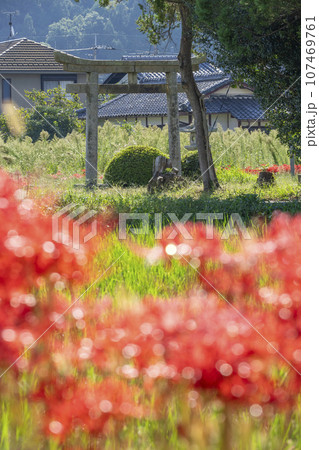 彼岸花と田園風景（京都府亀岡市曽我部町） 107469761