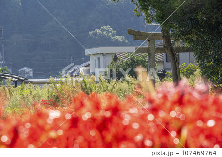 彼岸花と田園風景（京都府亀岡市曽我部町） 107469764