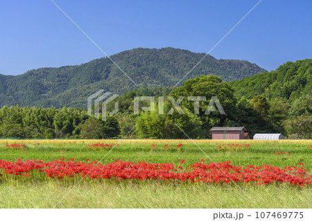 彼岸花と田園風景(京都府亀岡市曽我部町) 彼岸花と田園風景(京都府亀岡市曽我部町) 107469775