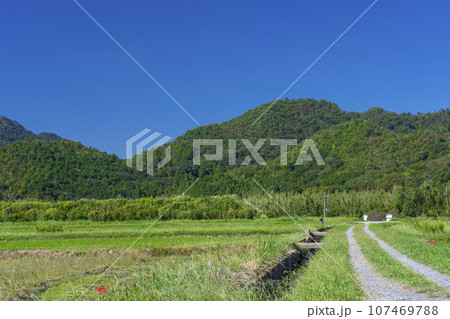 畦道に咲く彼岸花（京都府亀岡市曽我部町） 107469788