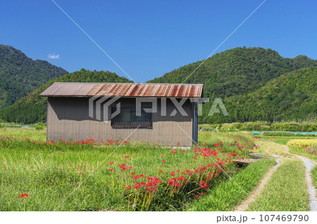 彼岸花の里　畦道に咲く彼岸花（京都府亀岡市曽我部町） 107469790