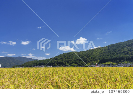 彼岸花の里　黄金色に輝く稲穂（京都府亀岡市曽我部町） 107469800