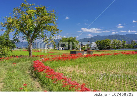 彼岸花の里　畦道に咲く彼岸花（京都府亀岡市曽我部町） 107469805