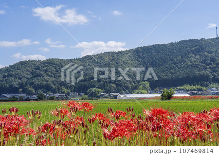 彼岸花の里　彼岸花と田園風景（京都府亀岡市曽我部町） 107469814