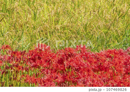 彼岸花の里 彼岸花と田園風景(京都府亀岡市曽我部町) 彼岸花の里 彼岸花と田園風景(京都府亀岡市曽我部町) 107469826