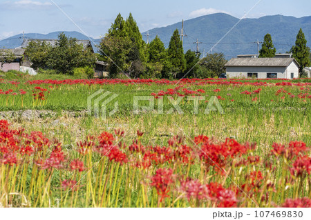 彼岸花の里　彼岸花と田園風景（京都府亀岡市曽我部町） 107469830