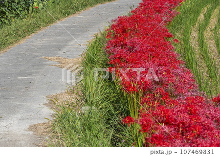 彼岸花の里　道端に咲く彼岸花（京都府亀岡市曽我部町） 107469831