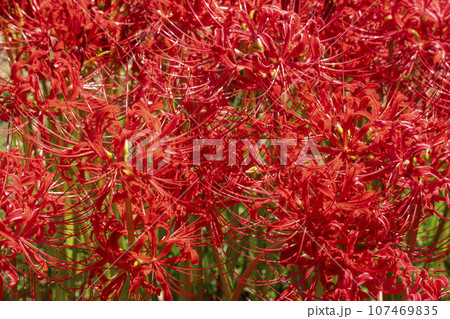 彼岸花の里 一面の彼岸花(京都府亀岡市曽我部町) 彼岸花の里 一面の彼岸花(京都府亀岡市曽我部町) 107469835