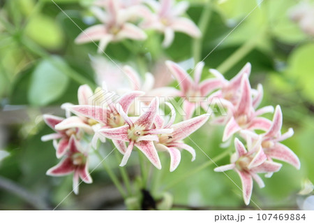 ムベの花 ムベの花 107469884