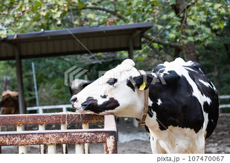 埼玉県東松山市 こども動物自然公園 乳牛 埼玉県東松山市 こども動物自然公園 乳牛 107470067