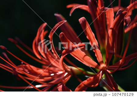 曼珠沙華接写 107470129