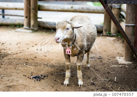 埼玉県東松山市　こども動物自然公園ヒツジ 107470357