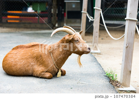 埼玉県東松山市　こども動物自然公園ヤギ 107470384