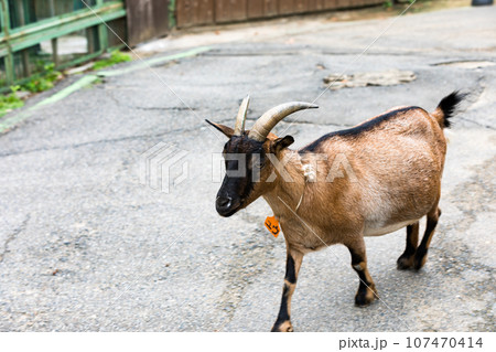 埼玉県東松山市 こども動物自然公園ヤギ 埼玉県東松山市 こども動物自然公園ヤギ 107470414