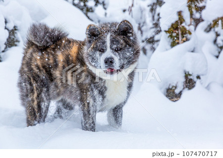 雪の中の秋田犬 107470717