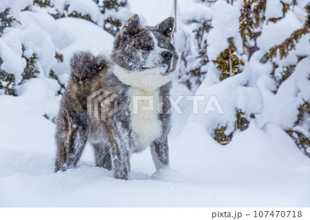 雪の中の秋田犬 雪の中の秋田犬 107470718