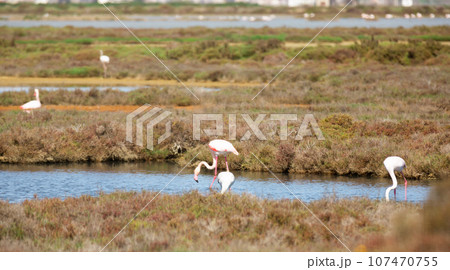 Flamingo birds during migration at the mouth of the river Flamingo birds during migration at the mouth of the river 107470755