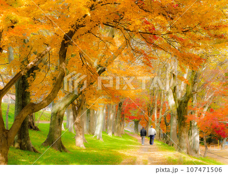 【岡山県】紅葉の中を歩く人 【岡山県】紅葉の中を歩く人 107471506