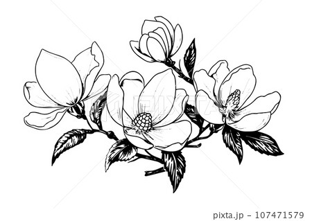 Magnolia flower hand drawn ink sketc. Engraved retro style vector illustration. Magnolia flower hand drawn ink sketc. Engraved retro style vector illustration. 107471579
