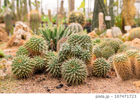 cacti and other succulents in the greenhouse of botanical garden cacti and other succulents in the greenhouse of botanical garden 107471723