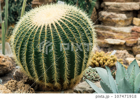 beautiful golden barrel cactus among other cacti and succulents in the botanical garden beautiful golden barrel cactus among other cacti and succulents in the botanical garden 107471918
