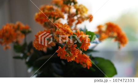 orange flowers orange flowers 107472333