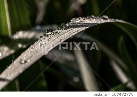 Water droplets on a blade of grass in the early morning. Water droplets on a blade of grass in the early morning. 107472770