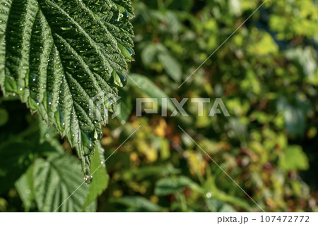 Water drops on the leaves of a raspberry bush. Selective focus. Water drops on the leaves of a raspberry bush. Selective focus. 107472772
