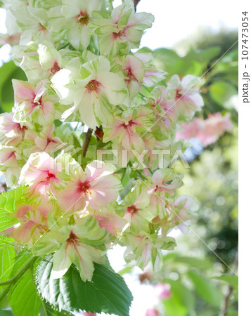 紅くなり始めた緑の桜(御衣黄桜) 紅くなり始めた緑の桜(御衣黄桜) 107473054