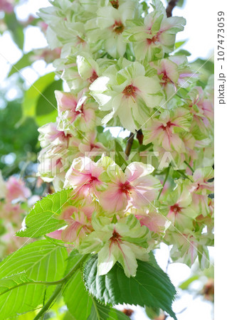 紅くなり始めた緑の桜(御衣黄桜)~3:2バージョン 紅くなり始めた緑の桜(御衣黄桜)~3:2バージョン 107473059