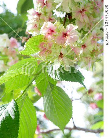 紅くなり始めた緑の桜(御衣黄桜) 紅くなり始めた緑の桜(御衣黄桜) 107473060