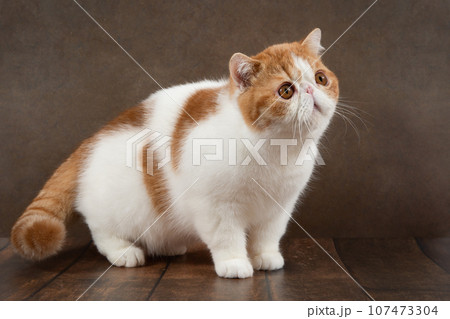 beautiful exotic shorthair cat lies on the brown background of the studio. 107473304