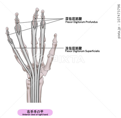 右手の平の筋肉のシンプルなイラスト 107473796